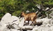 Trail Walking Saint-Mathieu-de-Tréviers - Pic St Loup  - Photo 12