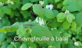 Randonnée Marche Buoux - Sivergues - Photo 13