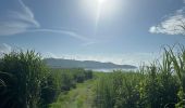 Trail  La Trinité - Beauséjour, oiseau, anse belune, pointe marcussy marcussy  - Photo 1