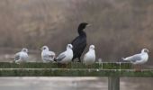 Tour Wandern Oupeye - 20211216 - Balade ornithologique - Trilogiport - Photo 12