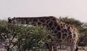 Percorso 4x4 Unknown - Parc Etosha Namibia  - Photo 4