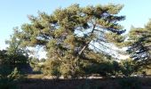 Tour Zu Fuß Heerlen - Brunssummer Heide Lichtblauwe route - Photo 1