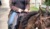 Trail Horseback riding Senones - Equiplaine senones Christophe  - Photo 3