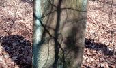 Tour Zu Fuß Buchen (Odenwald) - Rundwanderweg Waldhausen 2 Grauer-Forst-Weg - Photo 9