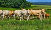 Tour Wandern Libramont-Chevigny - Balade à Remagne - Libramont-Chevigny - Photo 20