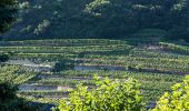 Trail On foot Wormeldange - Traumschleife Wein- und Naturpfad Palmberg Ahn - Photo 4