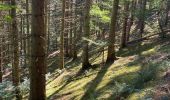 Percorso Marcia Parc Hosingen - Escapardenne Lee Trail: Hoscheid - Kautenbach - Photo 8