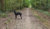 Trail Walking Pecqueuse - Rumba à Villevert - Photo 2