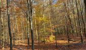 Trail Walking Gerpinnes - Couleur d’automne  - Photo 7