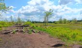 Trail Walking Waimes - baraque michel - botrange via fagne de polleur, retour via fagne wallonne  - Photo 16