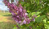 Tour Wandern Houyet - Houyet - Photo 8
