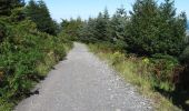 Percorso A piedi Sconosciuto - Tollymore Forest - The Drinns Trail - Photo 2