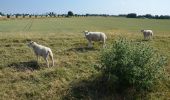 Randonnée A pied Hoeksche Waard - Het eiland rond, de oeverloop - Photo 7