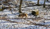 Excursión Senderismo Rochefort - Parc Animalier de Han - Photo 4