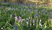 Trail Walking Auderghem - Oudergem - Forêt par avenue de tervueren - Photo 1