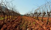 Randonnée Marche La Crau - Fenouillet - Chateau de Hyères - retour par les vignes - Photo 7