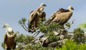 Tour Wandern Le Buisson - Gite de Sagnebesse -  loups du Gevaudan - Sainte Luce - Photo 1