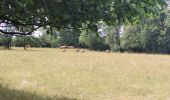 Tocht Stappen Ferrières - rando burnontige 18-06-2023 - Photo 6