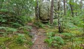 Tocht Stappen Fontainebleau - Bourron-Marlotte sentier Denecourt 11 - Photo 13