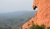 Trail Walking Saint-Raphaël - Agay - Rastel d'Agay - Drapeau - Pic du Cap Roux - Photo 10