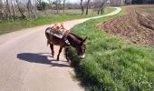 Trail Donkey back riding Livron-sur-Drôme - Abiche toundra - Photo 18