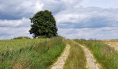 Trail Walking Havelange - Méan-Maffe - Photo 1