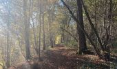 Tour Wandern Ciney - Domaine de Chevetogne / 2020-11-06 - Photo 13