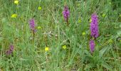 Excursión Senderismo Châteaugay - Châteaugay (Chemin des Orchidées) - Photo 6