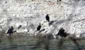 Randonnée Marche Montauroux - Lac de St Cassien  - Photo 2