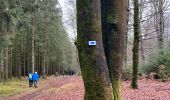 Trail Walking Libin - Libin - Photo 6
