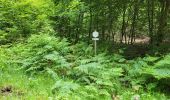 Trail Walking Bièvre - Naome 070724 - Photo 13