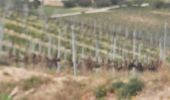 Trail Nordic walking Crestet - MN : CRESTET (Vaison la Romaine ) - Photo 1