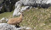 Trail Walking La Roche-sur-Foron - GLIERES / BORNES: LE CHENET - SUR COU - COL DU FREU - ROCHE PARNAL - COL DU CABLE - BALME - Photo 14