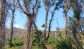 Tocht Stappen Rodès - gorges de la Aguilera . mas pla . tetour par les ruines et Rodes - Photo 16