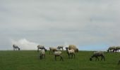 Tour Wandern Lichos - CC_Velay_GB_29_Lichos_Ostabat-Asme_20090413 - Photo 4