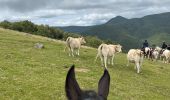 Trail Horseback riding Auritz - 2023 R2 J1 - Photo 7