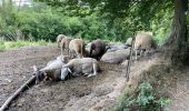 Tour Wandern Comblain-au-Pont - Pont de Scay 20 Km  - Photo 15