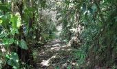 Excursión Senderismo Le Lorrain - Boucle Morne Jacob - Photo 2