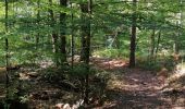 Percorso Marcia Spa - La forêt et les fagnes - Photo 2