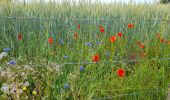 Tour Wandern Golinhac - live Golinhac - Conques  - Photo 5