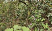 Trail Walking Sprimont - Blindef - Photo 5