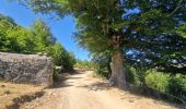 Percorso Mountainbike Zicavo - Balade sur le plateau du Coscione - VTT - Photo 10