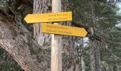 Trail Walking Albertacce - Castel du Vergio refuge de Mangani - Photo 12