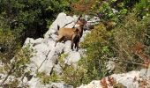 Trail Walking Saint-Mathieu-de-Tréviers - Pic St Loup  - Photo 11