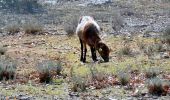 Tour Wandern Tourves - SityTrail - Tourves- Le Saut du Cabri - Les gorges du Caramy - Photo 12