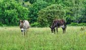 Randonnée Marche Montferrat - Favas - Bories - Pierrepont - Photo 17