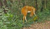 Trail Walking Roussas - Roussas le Vernet 10km. - Photo 2