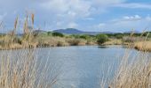 Tour Wandern Fréjus - etangs de villepey et collines - Photo 19