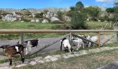 Tour Zu Fuß Cabrales - Cinturón verde de Cabrales - Baja montaña - Photo 10