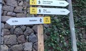 Trail Walking Santa Cruz de Tenerife - 20230125 Tachero-Taganana-Casa Forestal  - Photo 16